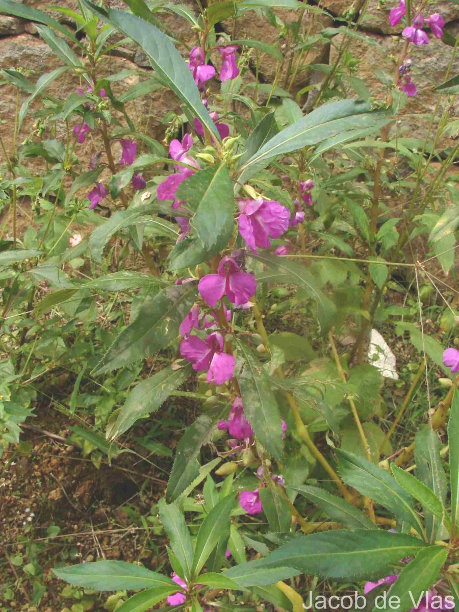 Impatiens balsamina L.